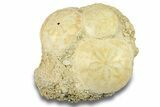 Three Fossil Sand Dollars (Scutella) - France #264725-2
